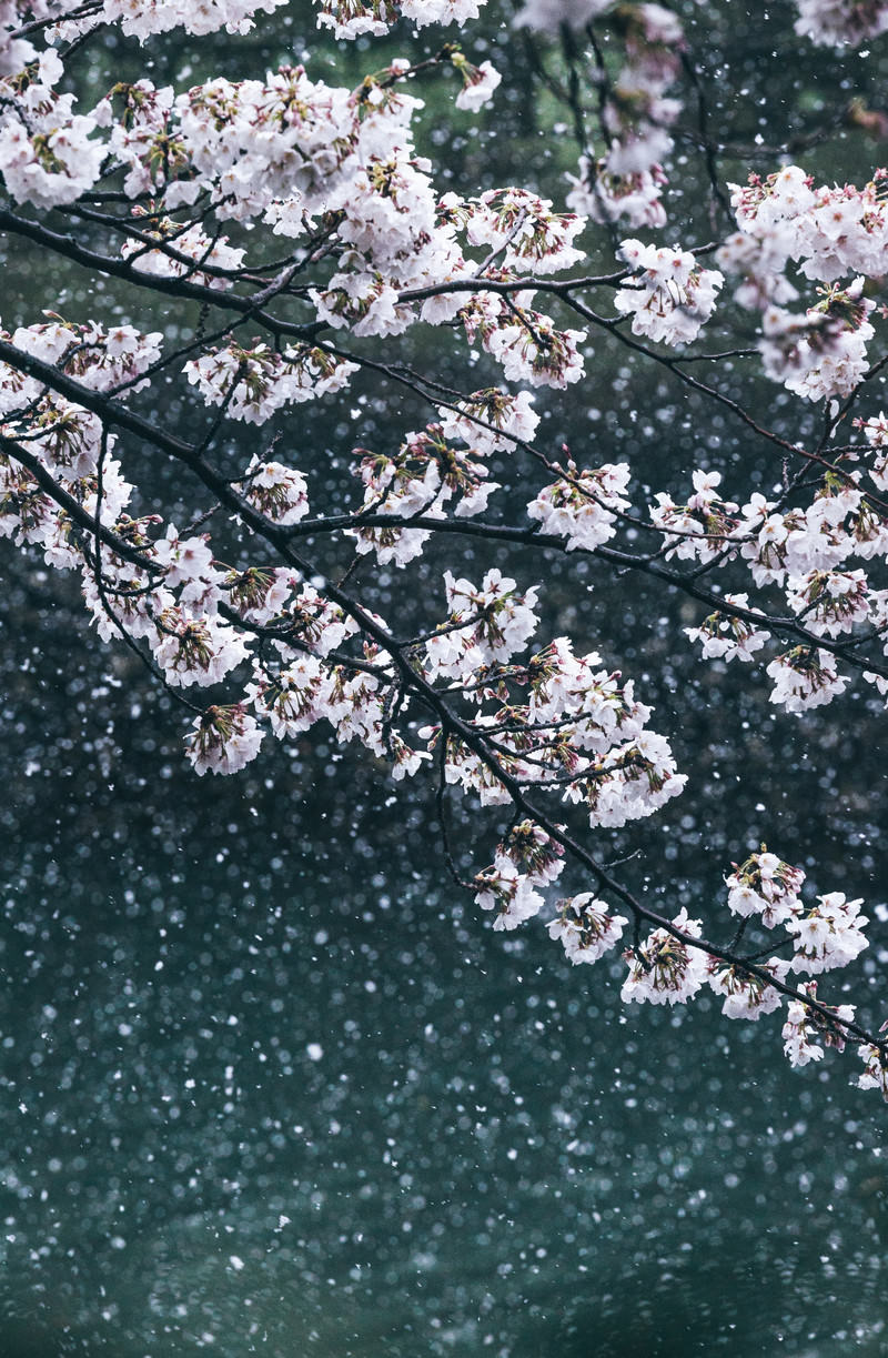 雪が積もった桜の枝に薄いピンクの花が咲いている様子