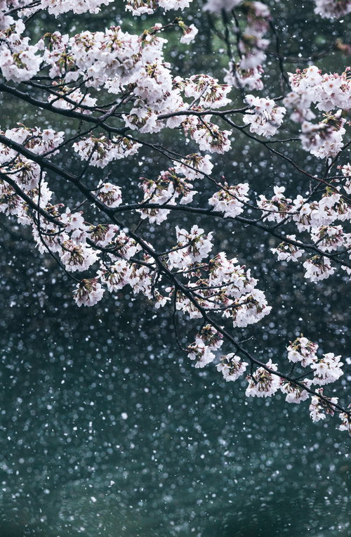 雪が積もった桜の枝に咲く薄いピンクの花と白い雪