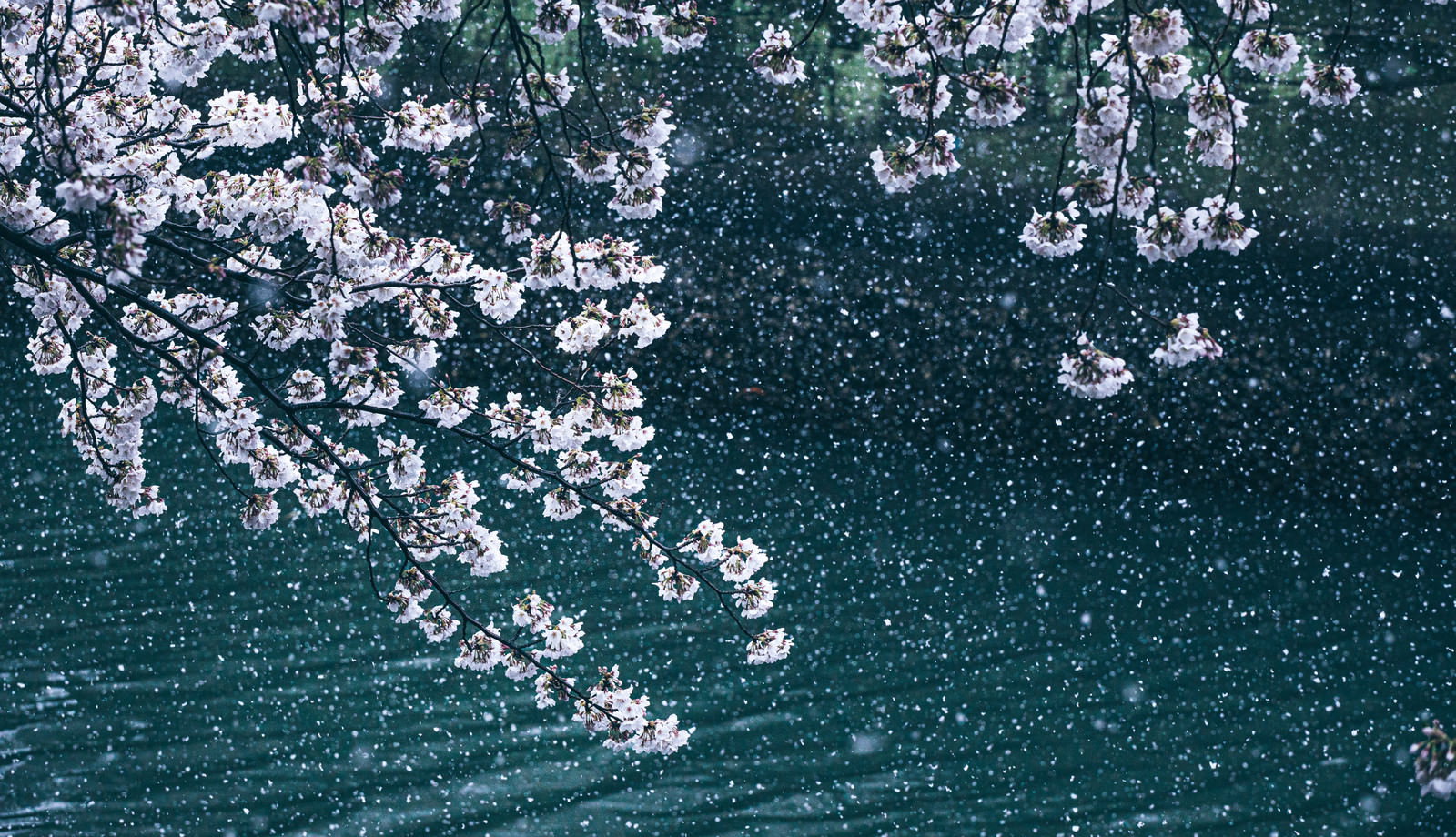 満開に咲く桜と降雪が織りなす桜吹雪のような春景色の写真素材