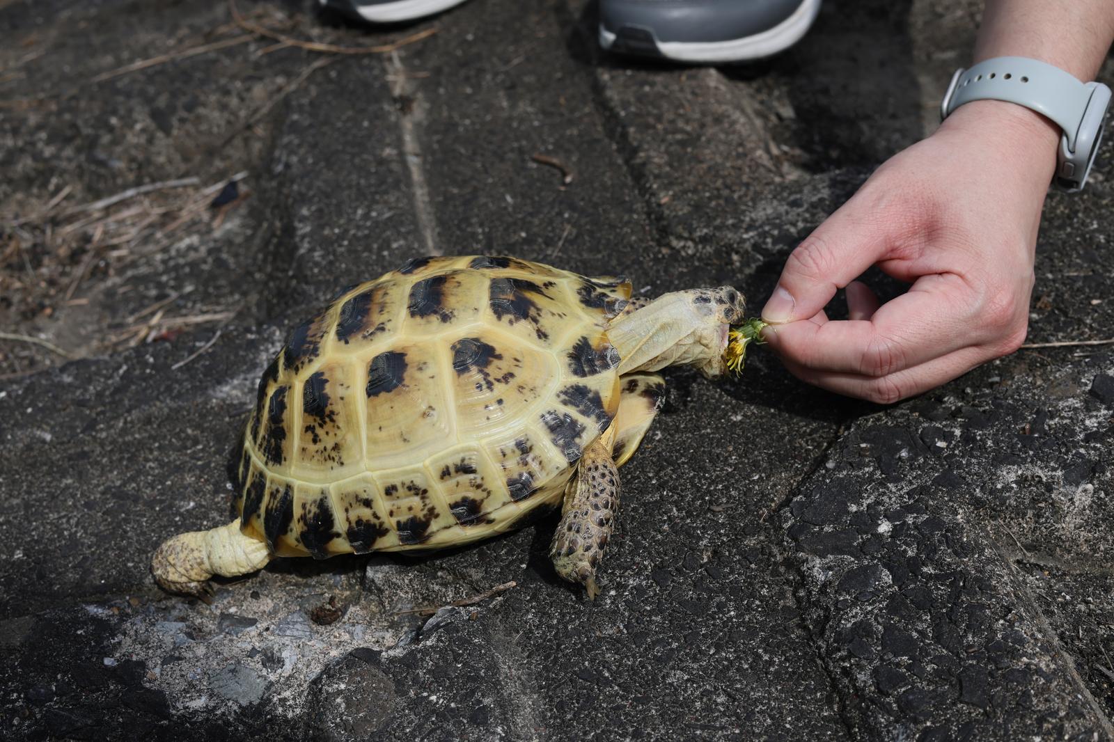 地面でたんぽぽの花を食べているリクガメと飼い主の手［モデル：牧野］