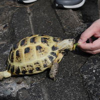 たんぽぽを食べるロシアリクガメの餌付けの写真