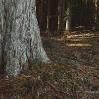 夕暮れの巨木と広がる森の風景、落ち葉積もる林床の写真