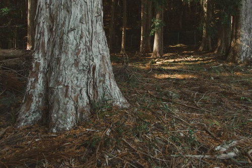 夕暮れの巨木と広がる森の風景、落ち葉積もる林床