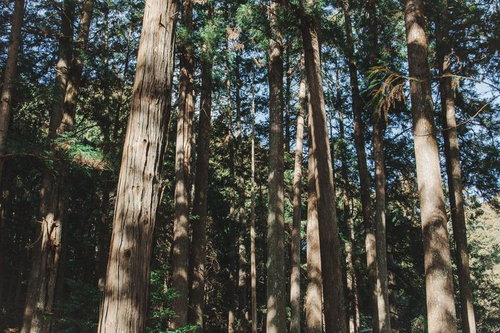 背高い針葉樹が立ち並ぶ森林の自然風景
