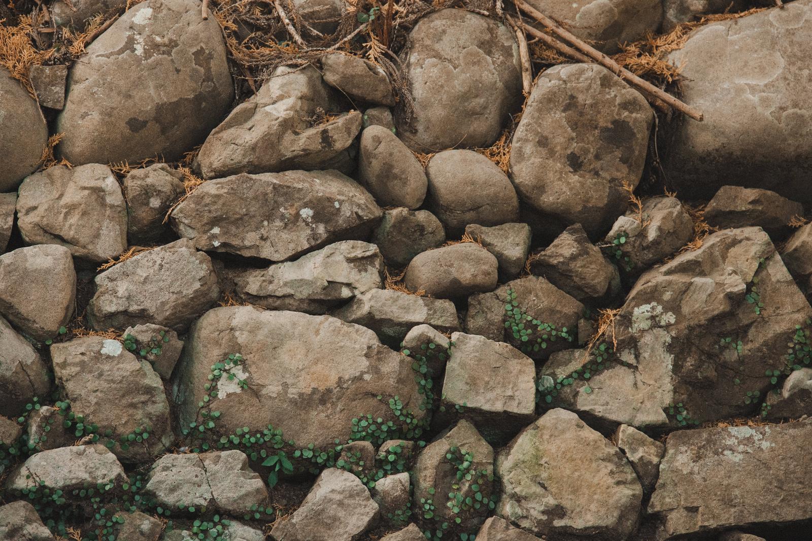 苔むした石垣に野草が生える写真。灰色の石の隙間に緑の植物が繁茂している