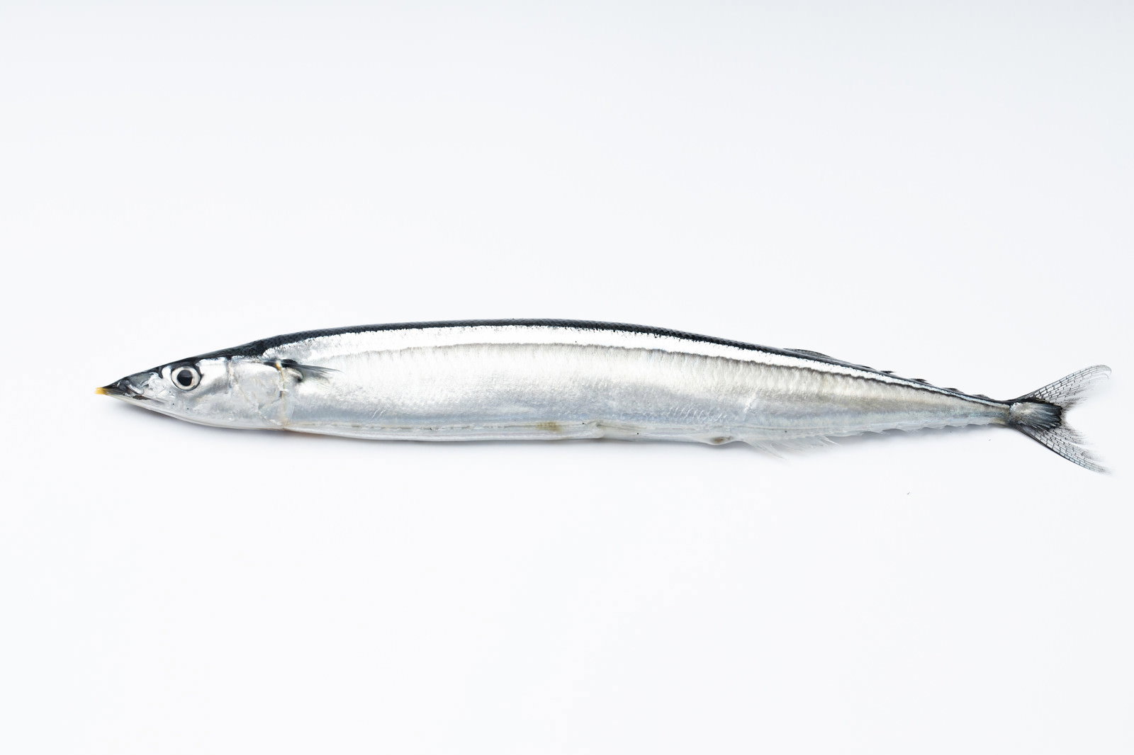 白背景に横向きに置かれた銀色の秋刀魚