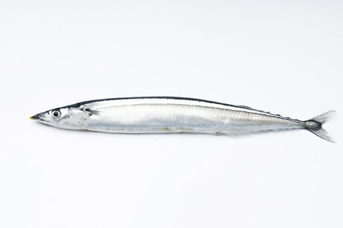 白背景に横向きで光る銀色の秋刀魚の鮮魚