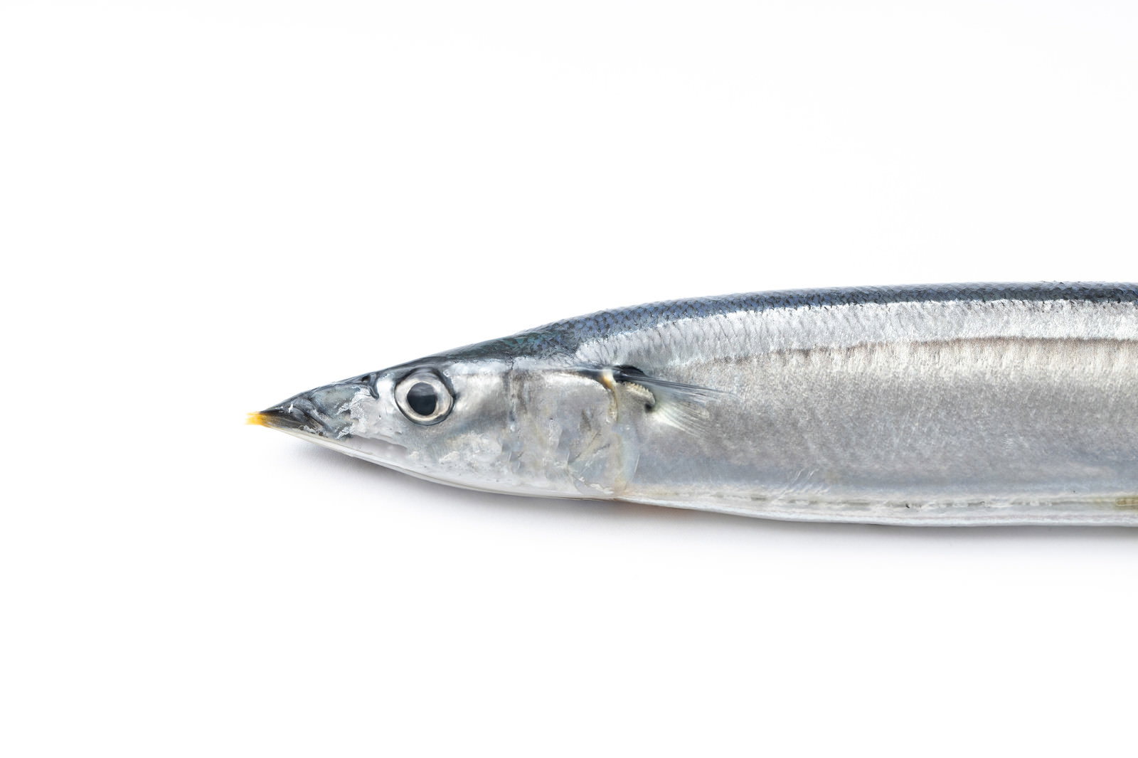 秋刀魚の頭部アップ
