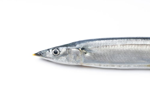 白い背景に置いた秋刀魚のあたま - 生の秋の味覚