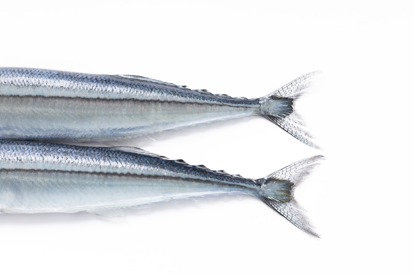 白い背景に映える秋刀魚の銀色の尾びれ