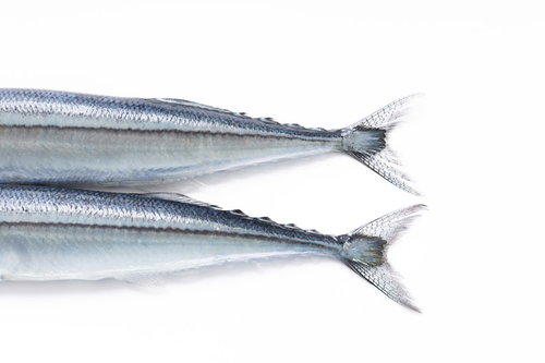 白い背景に映える秋刀魚の銀色の尾びれと身