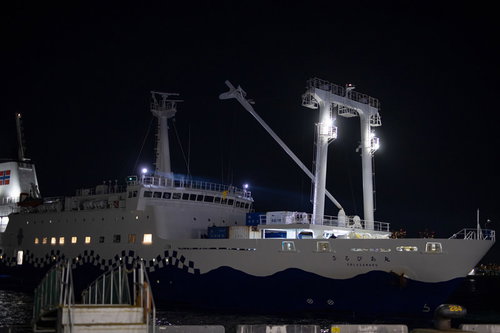 夜間に桟橋へ着港するさるびあ丸の接岸風景