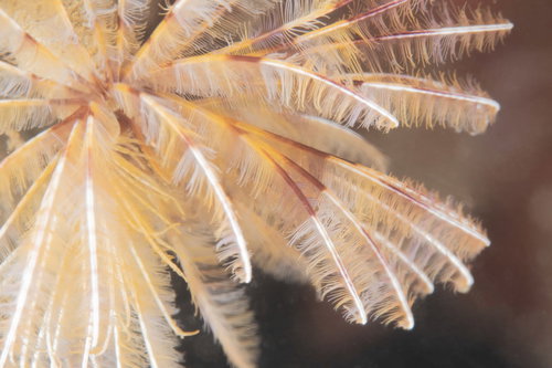 放射状に広がる触手だらけのゴカイの仲間の海洋生物