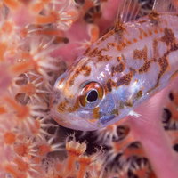 ソフトコーラルのポリプに身を潜めるイナズマヒカリイシモチの写真