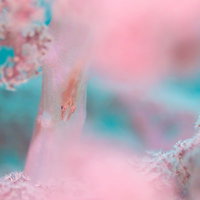 ピンク色のソフトコーラルに身を隠すスケロクウミタケハゼの写真