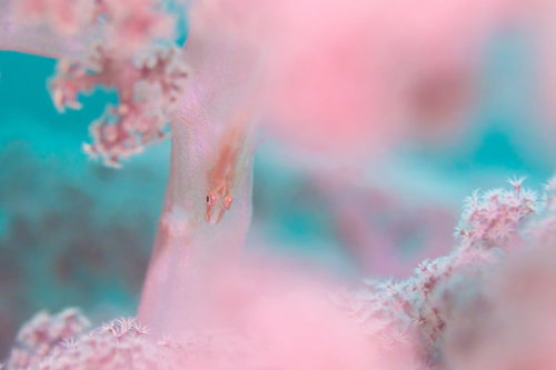 ピンク色のソフトコーラルに身を隠すスケロクウミタケハゼ