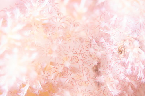 ポリプを広げるトゲトサカの触手、海中での生態