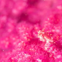 珊瑚のピンク色のポリプに身を隠すピグミーシーホースの写真