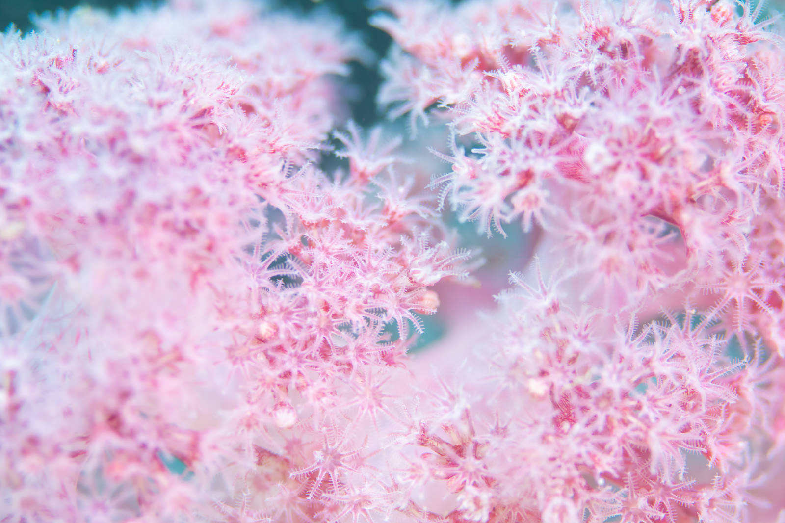 水中でピンク色の触手を広げる水生動物のポリプ