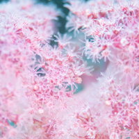 ピンクのポリプを持つ水生動物の触手と海中の姿の写真