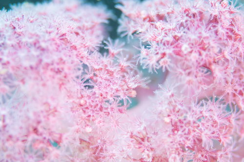 ピンクのポリプを持つ水生動物の触手と海中の姿