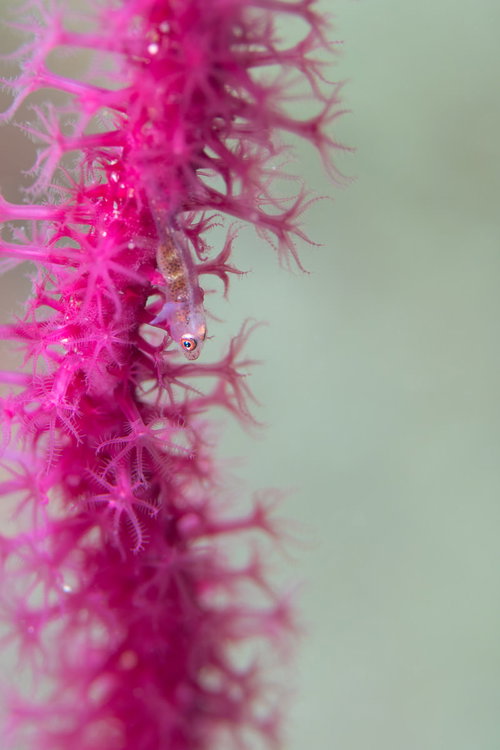 ピンクのサンゴのポリプに乗るガラスハゼの生態