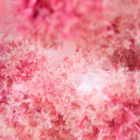 海中に咲く花のようなソフトコーラルのポリプの写真