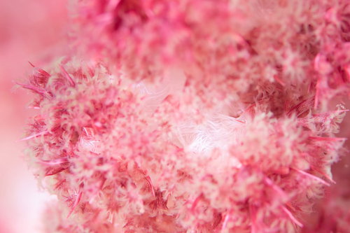 海中に咲く花のようなソフトコーラルのポリプ