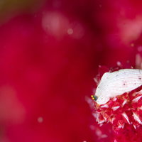 赤いソフトコーラルのポリプと共存する白いウミウシの写真