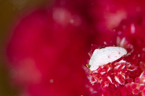 赤いソフトコーラルのポリプと共存する白いウミウシ