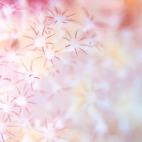 花のようなトゲトサカのポリプの写真