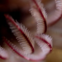 赤と白の縞模様、羽のような触手を持つオオナガレカンザシの写真