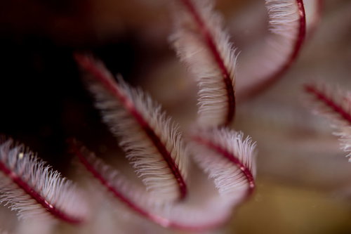 赤と白の縞模様、羽のような触手を持つオオナガレカンザシ