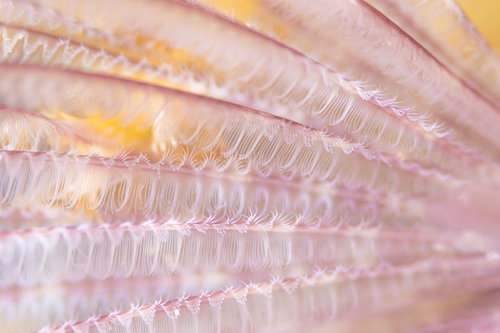 ピンクと白の羽のような触手を持つゴカイの仲間