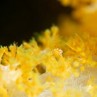 水族館で観察できる海中を揺らめく黄色のポリプの写真