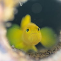 暗がりから身を隠すミジンベニハゼ（ハゼ科）の写真