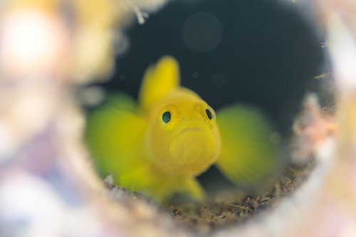 暗がりから身を隠すミジンベニハゼ（ハゼ科）