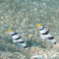 砂地でホバリングするネジリンボウ（ハゼ科）の群れの写真