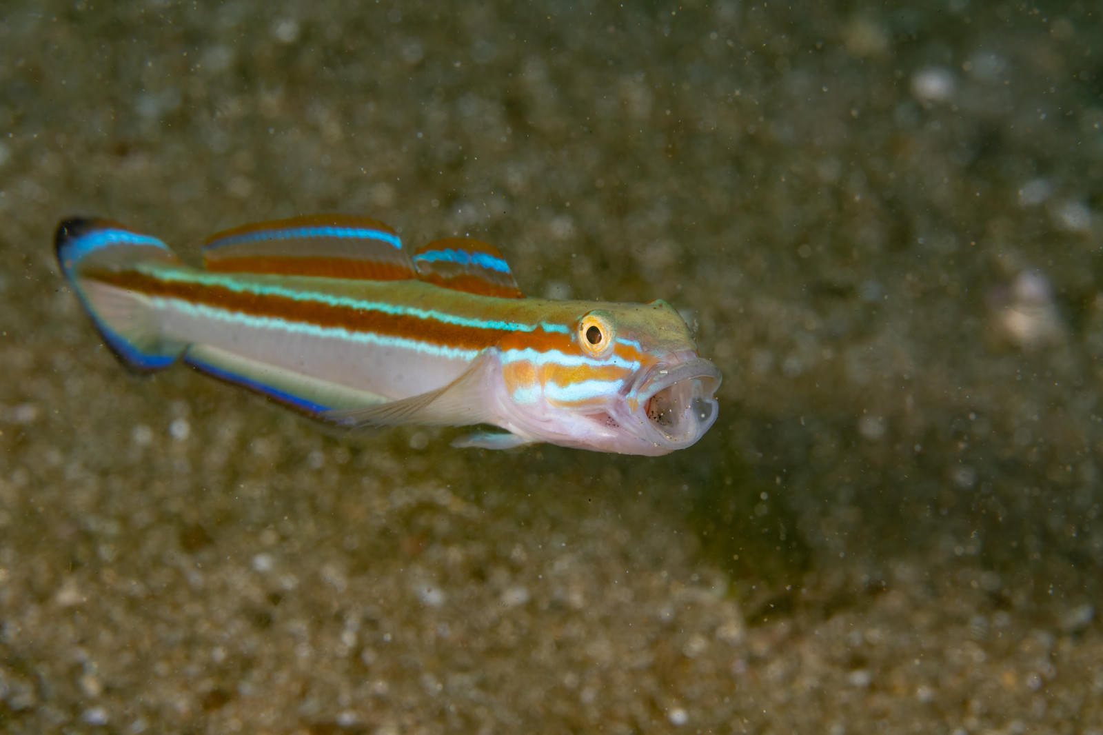 海底の砂地で大きく口を開けてあくびをするニシキハゼ