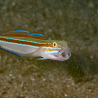 ファァアア、あくびをするニシキハゼ。海底の砂地での生態の写真