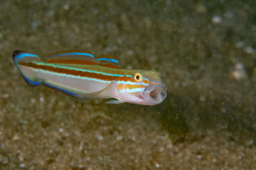 ファァアア、あくびをするニシキハゼ。海底の砂地での生態