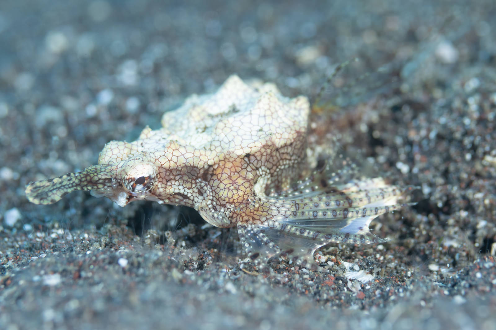 砂地に身を潜めるウミテングの様子を撮影した海中写真