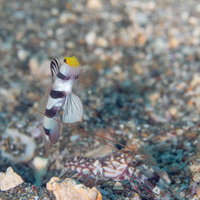 パイプの中から顔を出すハゼの写真