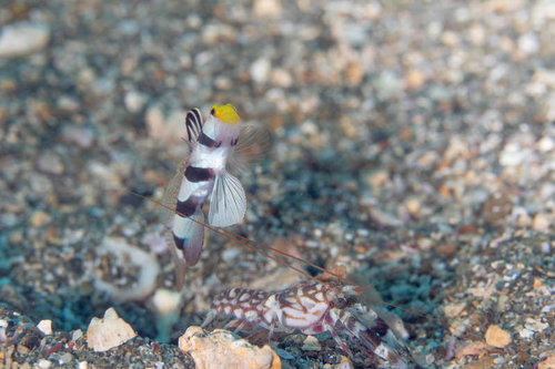 パイプの中から顔を出すハゼ