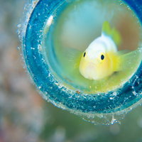 青い隠れ家から顔を出すナカモトイロワケハゼの写真