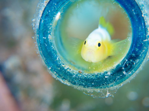 青い隠れ家から顔を出すナカモトイロワケハゼ