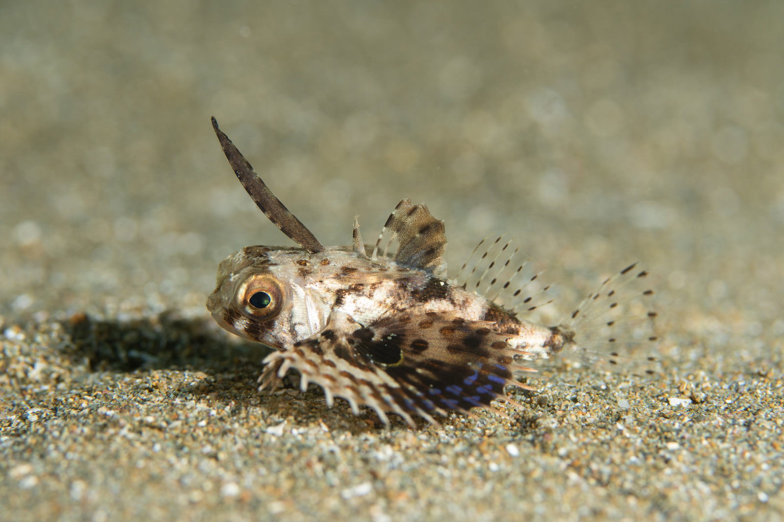 Flying Gurnard Spreading Pectoral Fins on Sand — Free Stock Photo ...