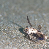 砂地に身を潜めるセミホウボウの幼魚（カサゴ目）の写真
