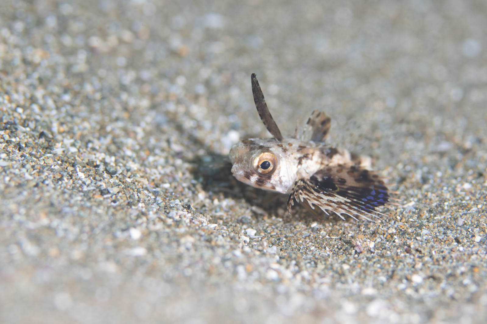 砂地の海底に身を潜めるセミホウボウの幼魚