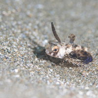 海底の砂地に身を潜めるセミホウボウの幼魚の写真